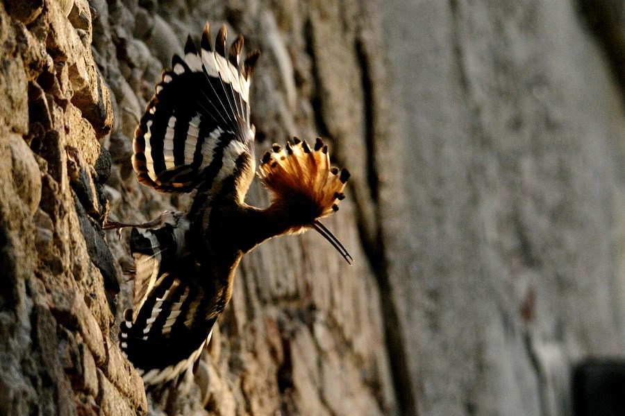 il Lato B delle STAR